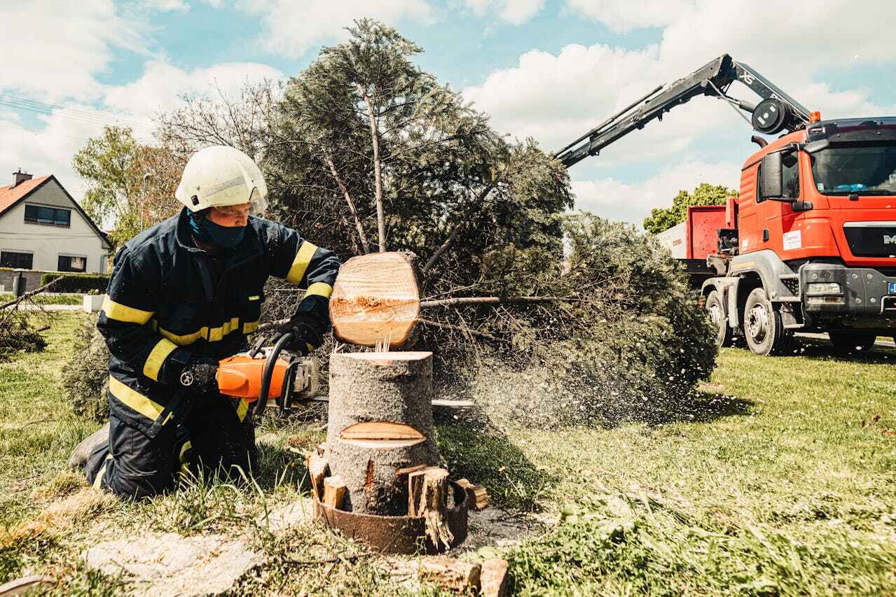 Dead Tree Removal in Tipton, MO